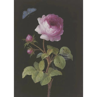 Rose rose with caterpillar winding and azure - Elisabeth Christina Matthes — artwork view