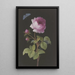 Rose rose with caterpillar winding and azure - Elisabeth Christina Matthes — framed artwork on a wall