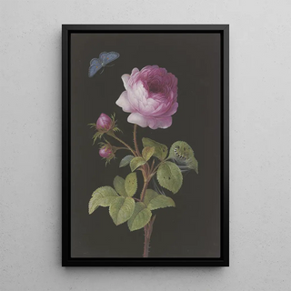 Rose rose with caterpillar winding and azure - Elisabeth Christina Matthes — framed artwork on a wall