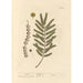 Acacia - Elizabeth Blackwell — artwork view