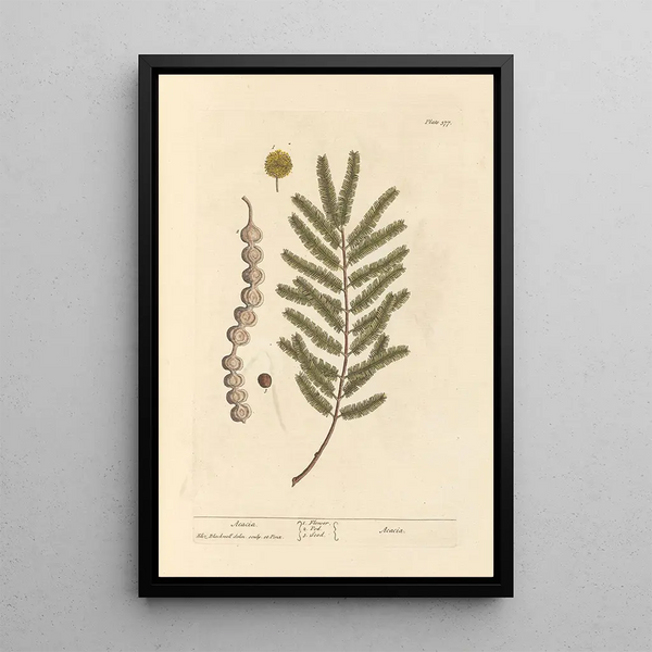 Acacia - Elizabeth Blackwell — framed artwork on a wall