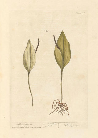 Snake Language - Elizabeth Blackwell — artwork view