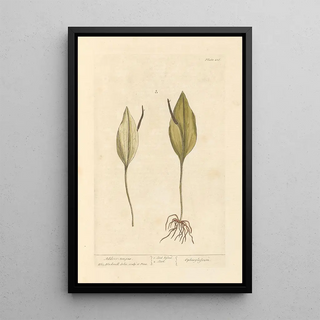 Snake Language - Elizabeth Blackwell — framed artwork on a wall