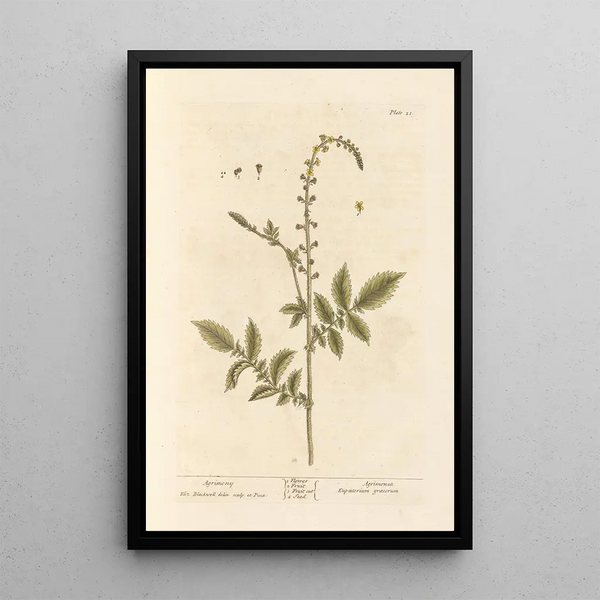 Aigremoine - Elizabeth Blackwell — framed artwork on a wall