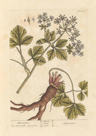 Maceron - Elizabeth Blackwell — artwork view