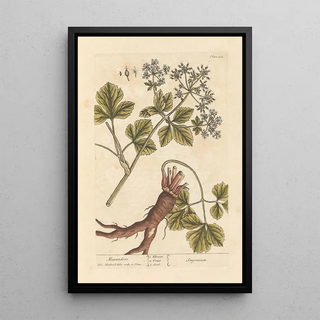 Maceron - Elizabeth Blackwell — framed artwork on a wall