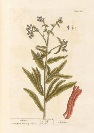 Orcanette - Elizabeth Blackwell — artwork view