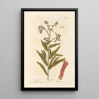 Orcanette - Elizabeth Blackwell — framed artwork on a wall