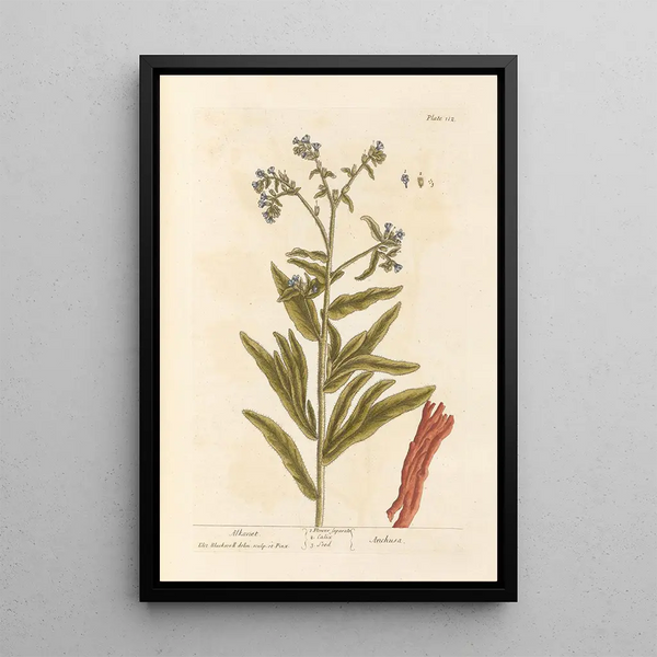 Orcanette - Elizabeth Blackwell — framed artwork on a wall