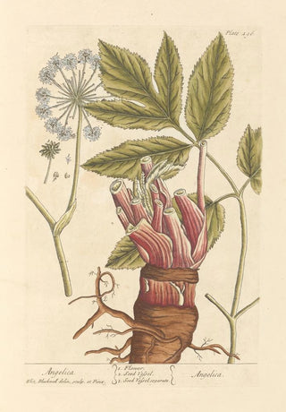 Elizabeth Blackwell - Angelica.webp