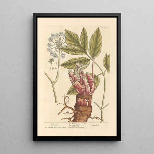 Angelic Painting - Elizabeth Blackwell — framed artwork on a wall