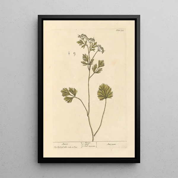 Anise - Elizabeth Blackwell — framed artwork on a wall