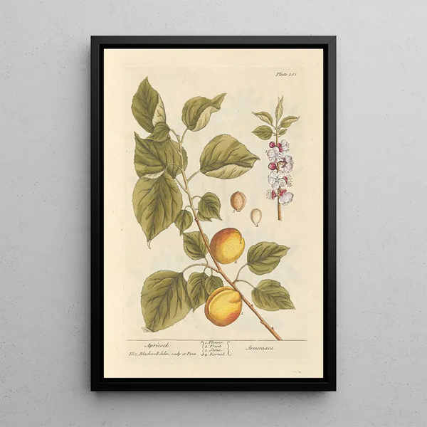 Apricot - Elizabeth Blackwell — framed artwork on a wall