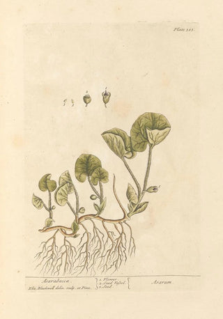 Elizabeth Blackwell - Asarabacca.webp