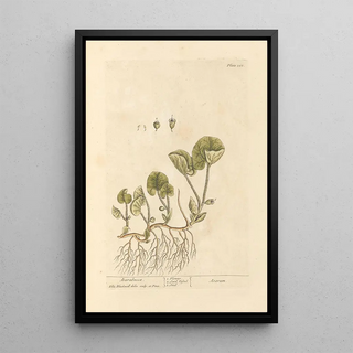 Elizabeth Blackwell - Asarabacca.webp