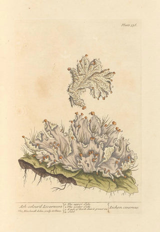 Hepatic painting in ash gray - Elizabeth Blackwell — artwork view