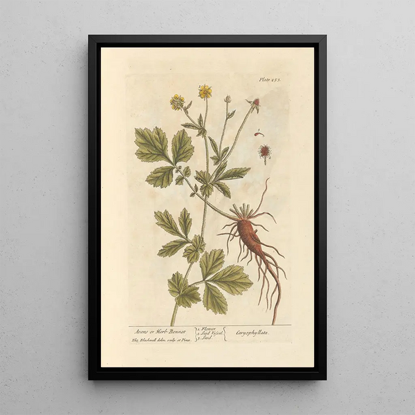 Benoîte or Saint Benedict's Herb - Elizabeth Blackwell — framed artwork on a wall