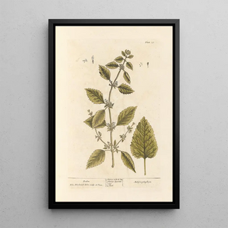 Mélisse - Elizabeth Blackwell — framed artwork on a wall