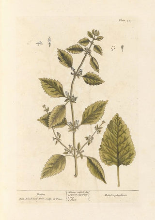 Mélisse - Elizabeth Blackwell — artwork view