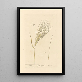 Oats - Elizabeth Blackwell — framed artwork on a wall