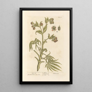 Hellébore fétide - Elizabeth Blackwell — framed artwork on a wall
