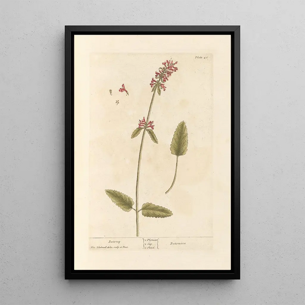 Bétoine - Elizabeth Blackwell — framed artwork on a wall