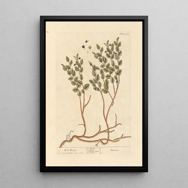 Blueberry - Elizabeth Blackwell — framed artwork on a wall