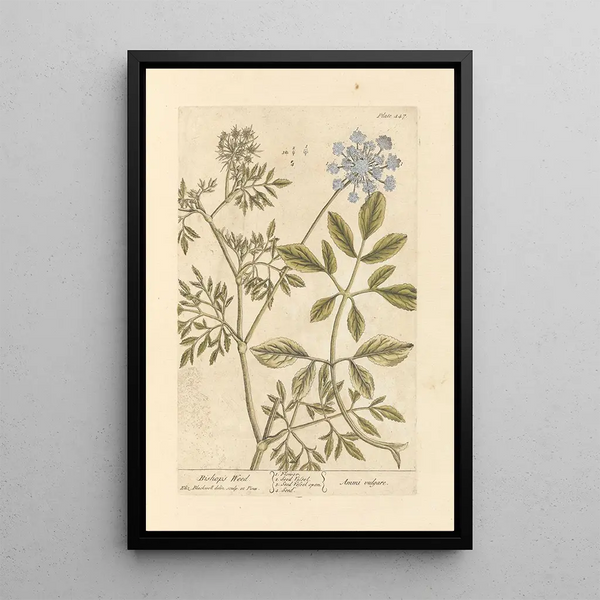Ammi - Elizabeth Blackwell — framed artwork on a wall