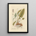 Bistorte ou renouée bistorte - Elizabeth Blackwell — framed artwork on a wall