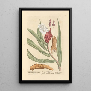 Elizabeth Blackwell - Bitter and sweet costus.webp