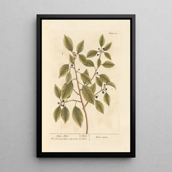 Aulne noir - Elizabeth Blackwell — framed artwork on a wall