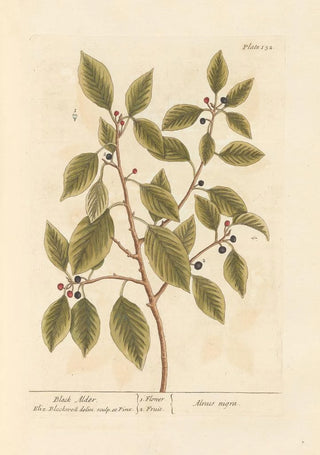 Elizabeth Blackwell - Black alder.webp