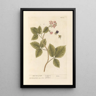 Blackberry - Elizabeth Blackwell — framed artwork on a wall