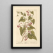 Bryone noire - Elizabeth Blackwell — framed artwork on a wall