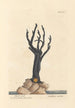 Coral Black Painting - Elizabeth Blackwell — artwork view