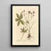 Astrance noire - Elizabeth Blackwell — framed artwork on a wall