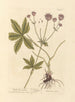Astrance noire - Elizabeth Blackwell — artwork view