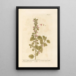 Marrube noir ou puant - Elizabeth Blackwell — framed artwork on a wall