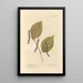 Pepper black - Elizabeth Blackwell — framed artwork on a wall