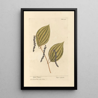 Pepper black - Elizabeth Blackwell — framed artwork on a wall