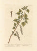 Black Poplar Painting - Elizabeth Blackwell — artwork view