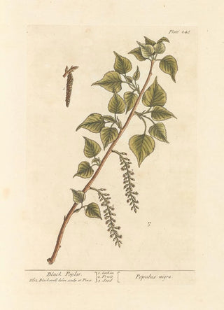 Black Poplar Painting - Elizabeth Blackwell — artwork view