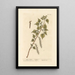 Black Poplar Painting - Elizabeth Blackwell — framed artwork on a wall