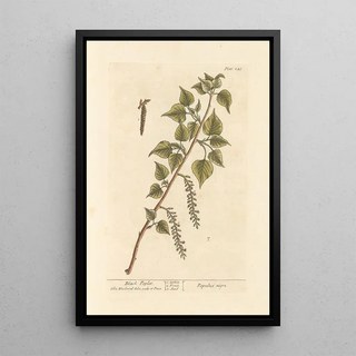 Black Poplar Painting - Elizabeth Blackwell — framed artwork on a wall