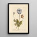 Poppy black - Elizabeth Blackwell — framed artwork on a wall