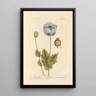 Poppy black - Elizabeth Blackwell — framed artwork on a wall