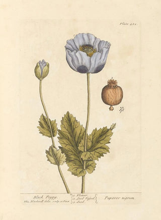 Poppy black - Elizabeth Blackwell — artwork view