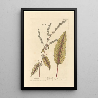 Sanguisorbe - Elizabeth Blackwell — framed artwork on a wall