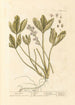 Water Clover Painting - Elizabeth Blackwell — artwork view