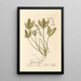 Water Clover Painting - Elizabeth Blackwell — framed artwork on a wall